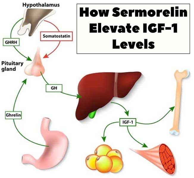 How Sermorelin Elevate IGF-1 Levels